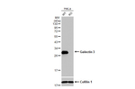 Galectin 3 Antibody in Western Blot (WB)