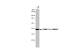 GNA11/GNAQ Antibody in Western Blot (WB)