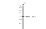 GNA11/GNAQ Antibody in Western Blot (WB)