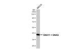 GNA11/GNAQ Antibody in Western Blot (WB)