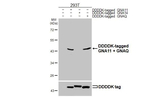GNA11/GNAQ Antibody in Western Blot (WB)