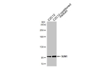 UNC84A Antibody in Western Blot (WB)