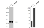 UNC84A Recombinant Rabbit Monoclonal Antibody (HL2366)