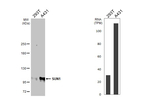 UNC84A Antibody in Western Blot (WB)