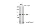 UNC84A Antibody in Western Blot (WB)