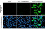 EGFRvIII Antibody in Immunocytochemistry (ICC/IF)