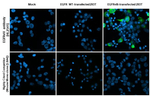 EGFRvIII Antibody in Immunocytochemistry (ICC/IF)