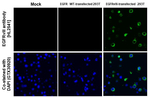 EGFRvIII Antibody in Immunohistochemistry (Paraffin) (IHC (P))