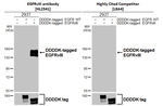 EGFRvIII Antibody in Western Blot (WB)