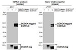 EGFRvIII Antibody in Western Blot (WB)