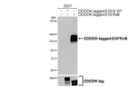 EGFRvIII Antibody in Western Blot (WB)