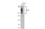 KCC2 Antibody in Western Blot (WB)