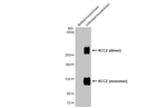 KCC2 Antibody in Western Blot (WB)