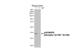 Phospho-p38 MAPK (Thr180, Tyr182) Antibody in Western Blot (WB)
