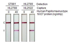 HPV Type 18 E7 Antibody in Lateral Flow (LF)