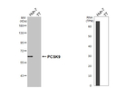 PCSK9 Antibody in Western Blot (WB)