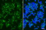 CCR10 Recombinant Rabbit Monoclonal Antibody (HL2853)