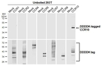 CCR10 Antibody in SDS-PAGE (SDS-PAGE)