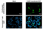 C3a Receptor Recombinant Rabbit Monoclonal Antibody (HL2855)