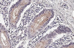 C3a Receptor Antibody in Immunohistochemistry (Paraffin) (IHC (P))