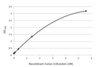 IL-18 Recombinant Rabbit Monoclonal Antibody (HL2938)