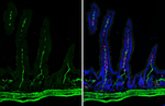 Alpha-Smooth Muscle Actin Antibody in Immunohistochemistry (Frozen) (IHC (F))