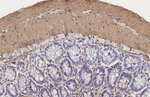 Alpha-Smooth Muscle Actin Antibody in Immunohistochemistry (Paraffin) (IHC (P))
