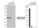 Alpha-Smooth Muscle Actin Antibody in Western Blot (WB)