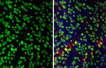RBPMS Antibody in Immunohistochemistry (PFA fixed) (IHC (PFA))