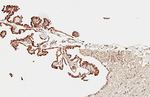 DRD5 Recombinant Rabbit Monoclonal Antibody (HL3100)