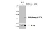 CYFIP2 Antibody in Western Blot (WB)