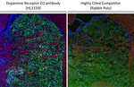 DRD2 Antibody in Immunohistochemistry (Frozen) (IHC (F))