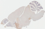 DRD2 Antibody in Immunohistochemistry (Paraffin) (IHC (P))