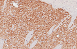DRD2 Antibody in Immunohistochemistry (Paraffin) (IHC (P))