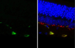 DRD2 Antibody in Immunohistochemistry (Paraffin) (IHC (P))