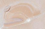 PSD-95 Antibody in Immunohistochemistry (Paraffin) (IHC (P))