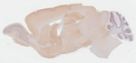 PSD-95 Antibody in Immunohistochemistry (Paraffin) (IHC (P))