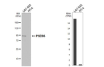 PSD-95 Antibody in Western Blot (WB)