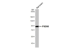 PSD-95 Antibody in Western Blot (WB)