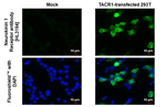TACR1 Antibody in Immunocytochemistry (ICC/IF)