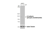 Phospho-E-cadherin (Ser838, Ser840) Antibody in Western Blot (WB)