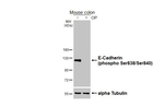 Phospho-E-cadherin (Ser838, Ser840) Antibody in Western Blot (WB)