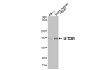 SETDB1 Antibody in Western Blot (WB)
