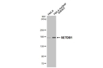 SETDB1 Antibody in Western Blot (WB)