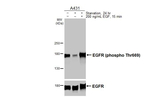 Phospho-EGFR (Thr669) Antibody in Western Blot (WB)