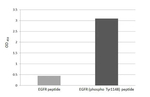 Phospho-EGFR (Tyr1148) Antibody in ELISA (ELISA)