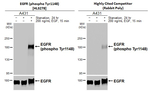 Phospho-EGFR (Tyr1148) Antibody in Western Blot (WB)