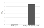 Phospho-EGFR (Tyr1173) Recombinant Rabbit Monoclonal Antibody (HL3280)