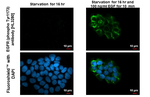 Phospho-EGFR (Tyr1173) Antibody in Immunocytochemistry (ICC/IF)