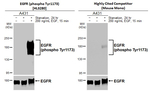 Phospho-EGFR (Tyr1173) Antibody in Western Blot (WB)